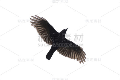 飞天乌鸦孤立在白色