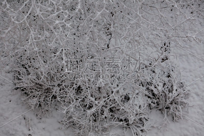 树下的雪在城市