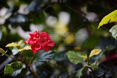 玫瑰