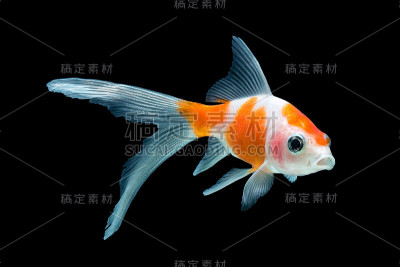 金鱼孤立在黑色背景上