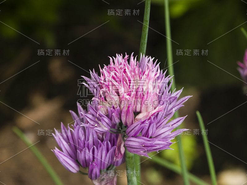 紫香葱开花在花坛宏观，选择性聚焦，浅自由度