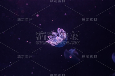 黑色水里的蓝色鲸脂水母。