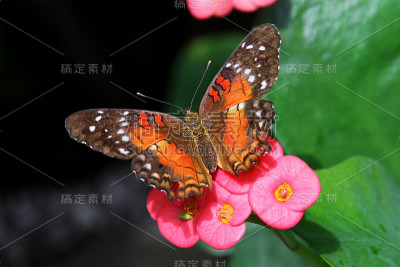 蝴蝶，褐色孔雀或猩红孔雀，雌孔雀以花为食