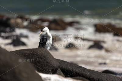 澳大利亚水鸟
