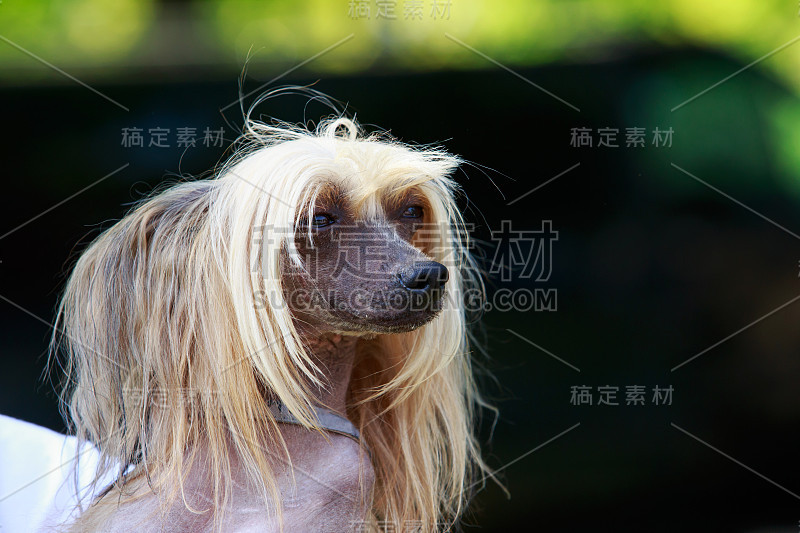 犬种中国冠毛犬