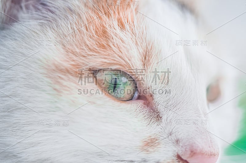 猫眼特写细节