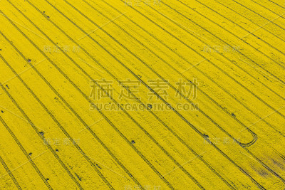 夏季收获田的鸟瞰图