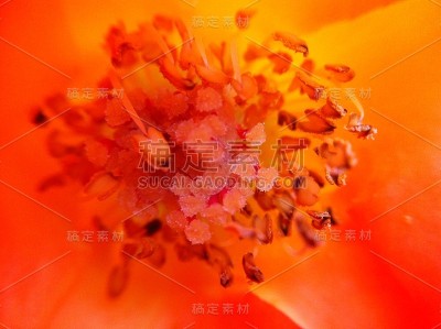 花自然叶色