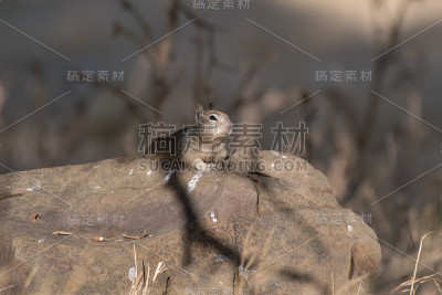加利福尼亚地松鼠栖息/躺在岩石/巨石在秋季草甸与干黄色草