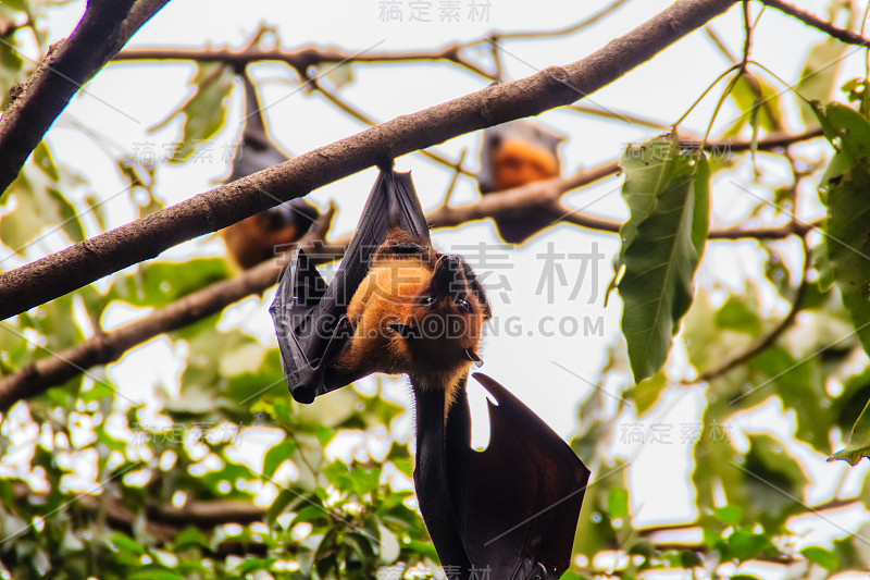 在泰国曼谷的Wat Po，泰国差春骚，用泰语说的Lyle's flying fox, Pteropu