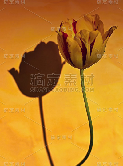 郁金香的影子