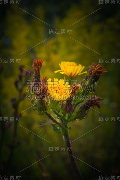 野花