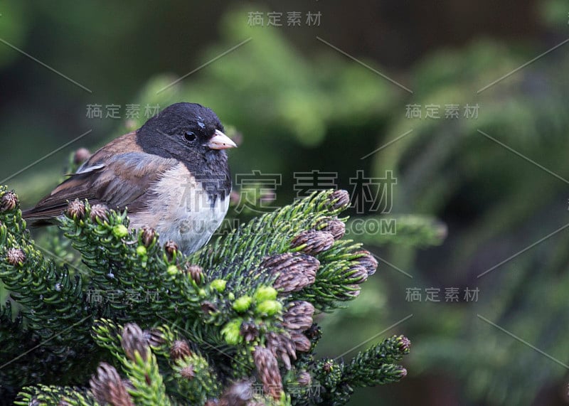 黑眼睛的Junco (Junco hyemalis)