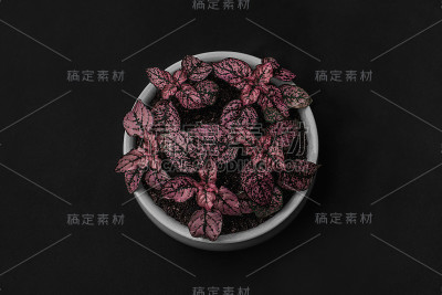 假说，粉红圆点植物，五彩纸屑，雀斑脸，粉红植物