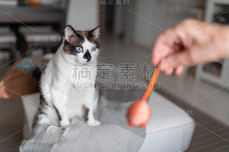 一只黑白相间的蓝眼睛的猫坐在沙发上，玩着玩具