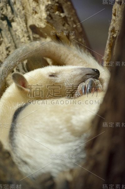 南部Tamandua
