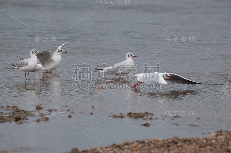 海鸥在水里休息