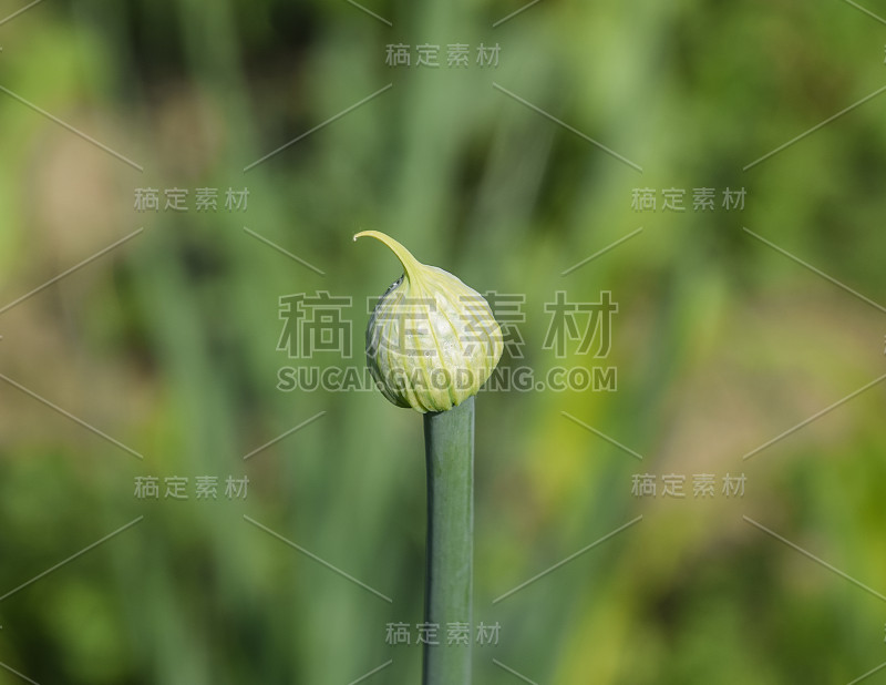 花园里开花的洋葱。芽的洋葱。