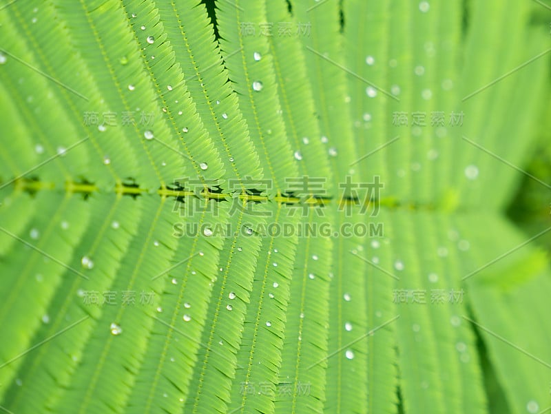 雨滴落在茶叶子上