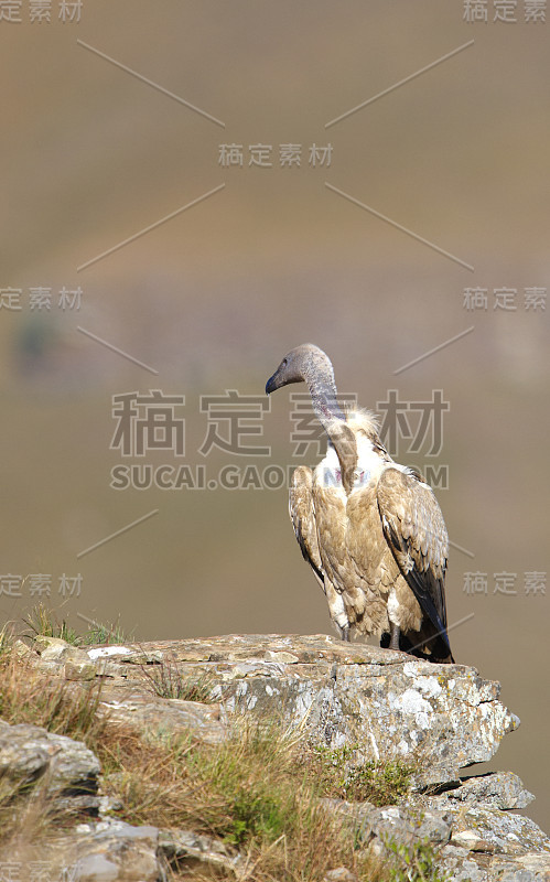 鹰头狮或秃鹰