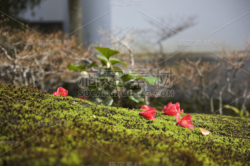 山茶花花