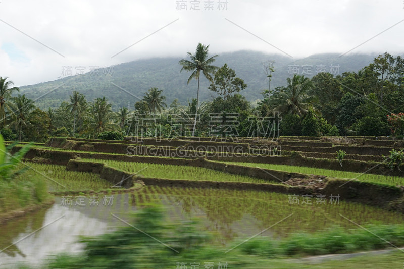 苏门答腊岛路边的米饼