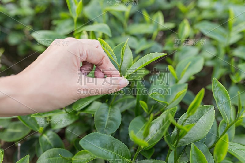 用手指在茶园采摘茶叶。