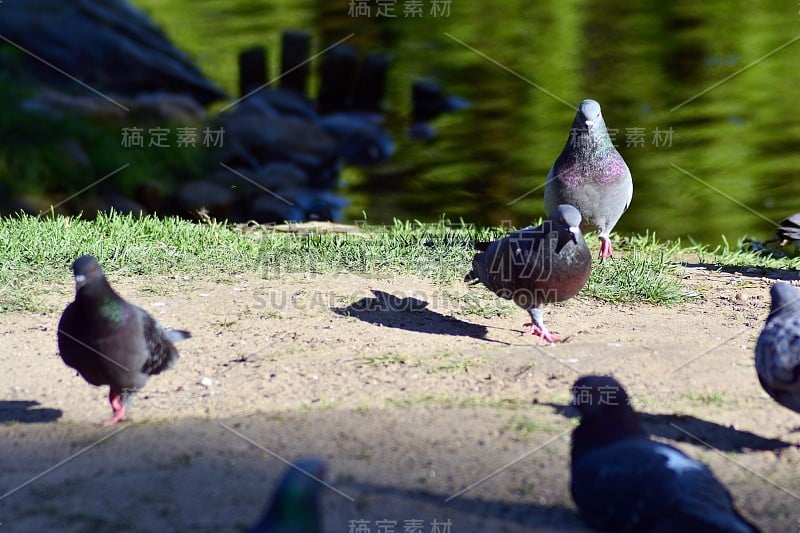 鸽子和白鸽构成鸟类科