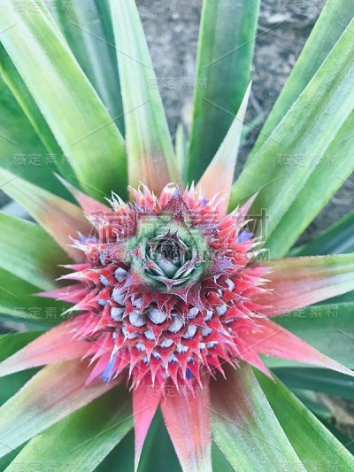 菠萝最高