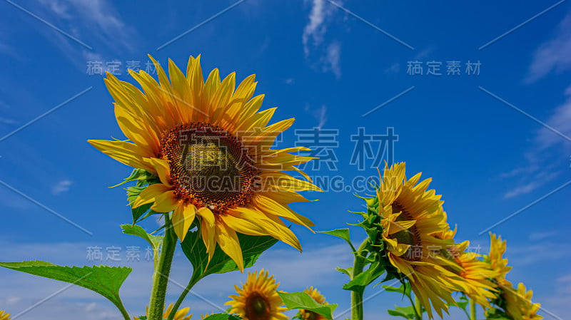 三朵盛开的向日葵，绿叶映衬着田野和蓝天，特写