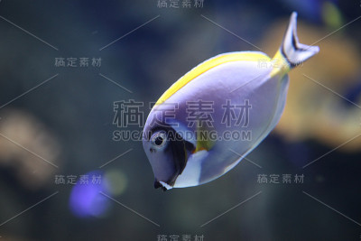 鱼