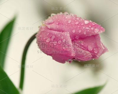 粉红色郁金香与水珠和一个单一的水滴与反射的白色雪白的背景