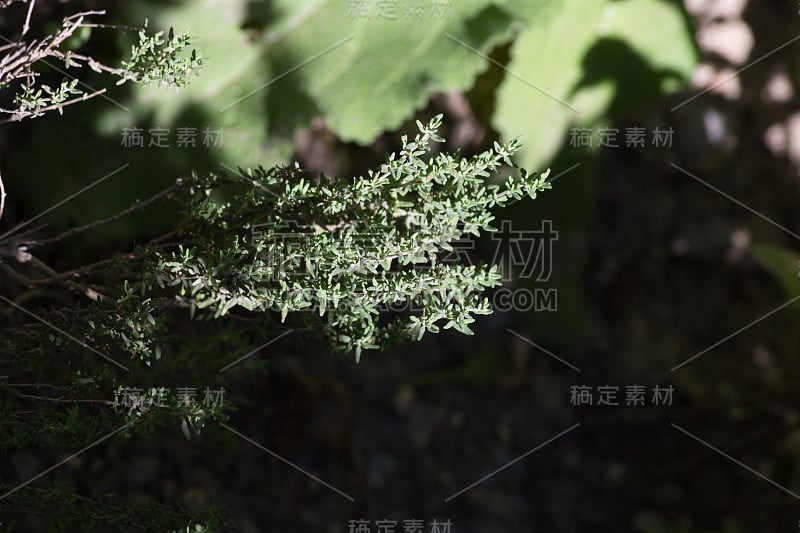 在德国南部的一个夏季草本花园的修道院地区