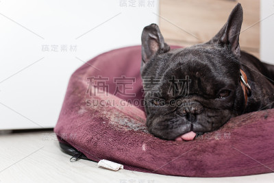 累了法国斗牛犬