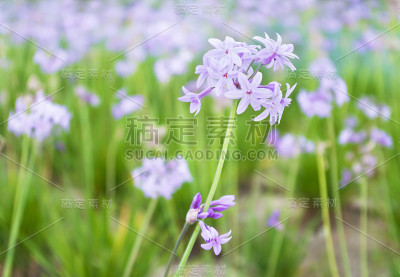 塞浦路斯的紫花
