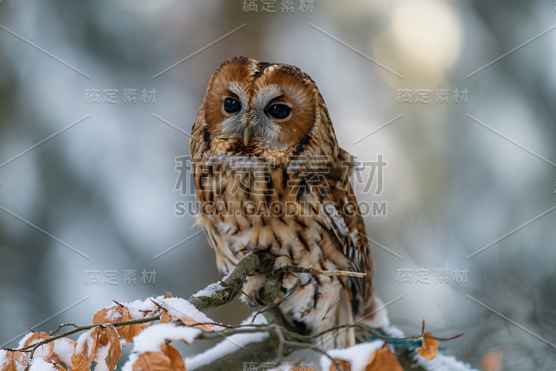 小猫头鹰(斯特里克斯·阿卢科饰)坐在森林的一根树枝上四处张望