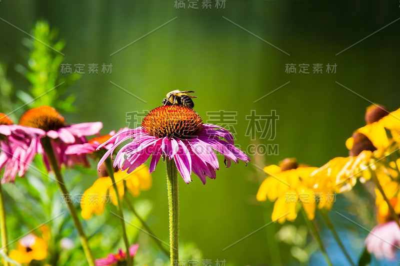 大黄蜂在松果花上