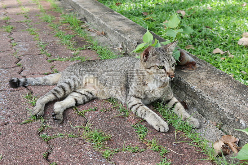 有灰色条纹的流浪猫向右看，躺在水泥和草地旁边