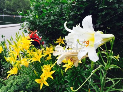 纽约曼哈顿美国中央植物花卉公园松鼠