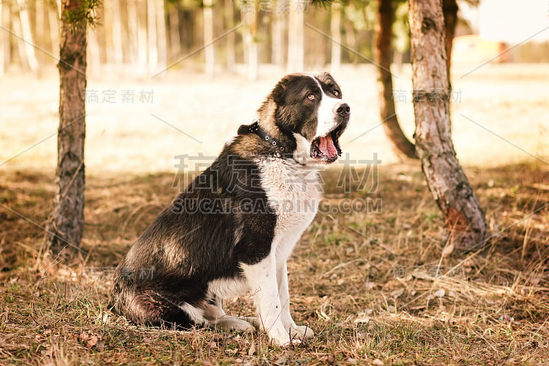 狗阿拉拜中亚牧羊犬坐在公园里