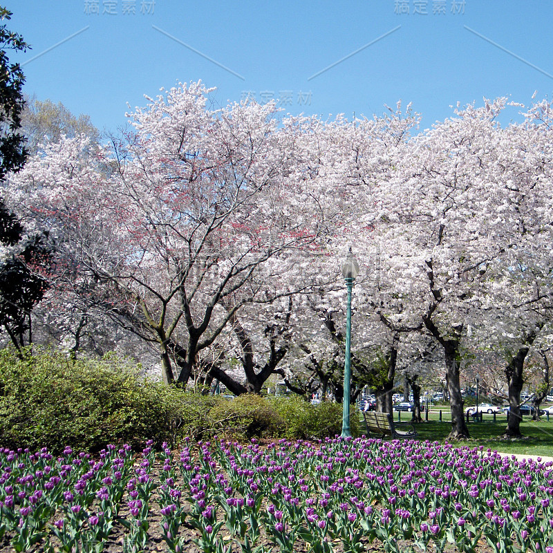 华盛顿郁金香和樱桃花2010年4月