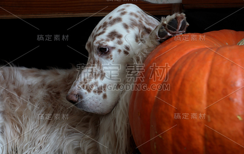 生动明亮的狗肖像，斑点英国赛特和橙色南瓜近距离，节日的纹理