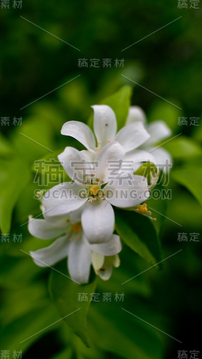 白色的花朵盛开