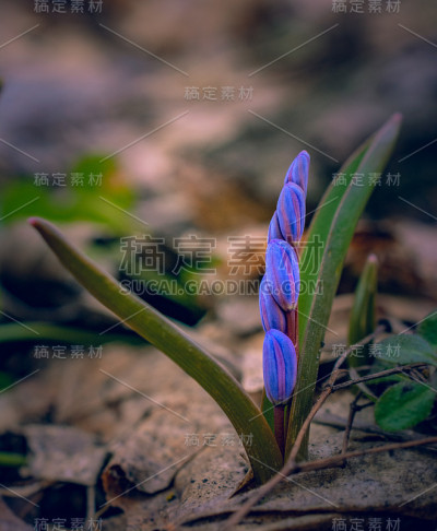 雪花莲