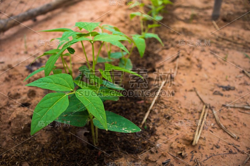 坚果植物正在生长。