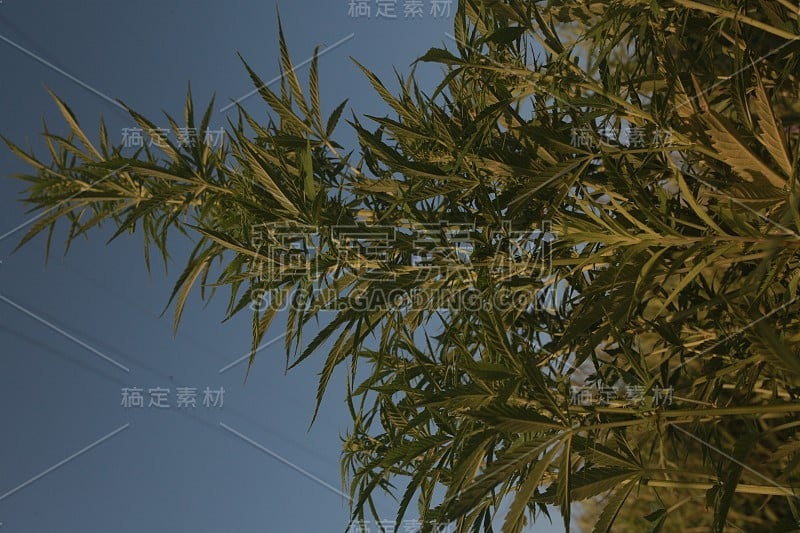 大麻在户外