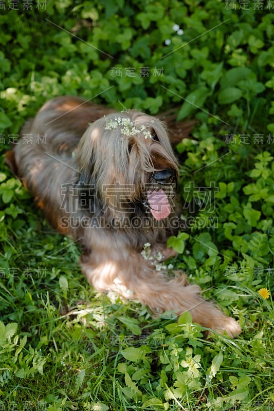 一只红色的牧羊犬，荆棘正在春天的草地上玩耍。