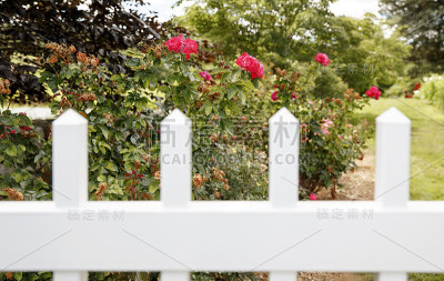 篱笆后的玫瑰花园