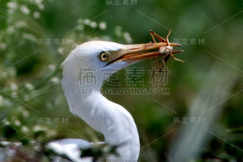 牛白鹭与蚱蜢