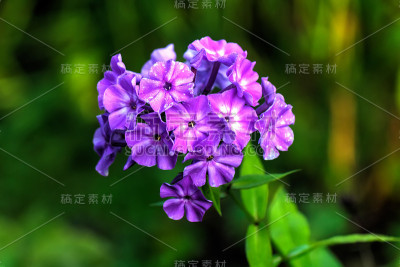 粉红色的夹竹桃。种植花。